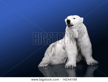 Cacciatore di orso polare bianco - seduta