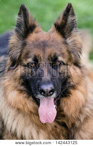 german shepherd in the garden big dog