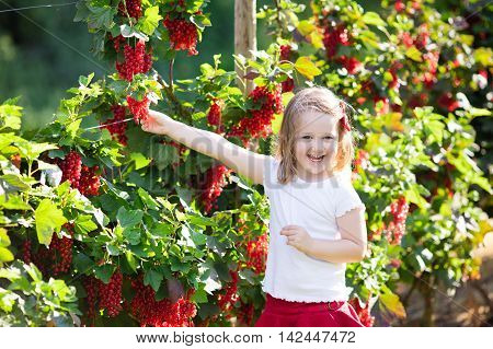 Little girl picking fresh ripe berry from red currant bush in sunny summer garden. Healthy nutrition for kids. Bio fruit for children.