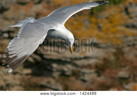 Möwe