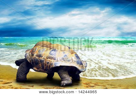 Velká želva na pláži tropických oceánů