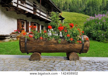 Alpien garden flowerbed with red pelargonium flowers