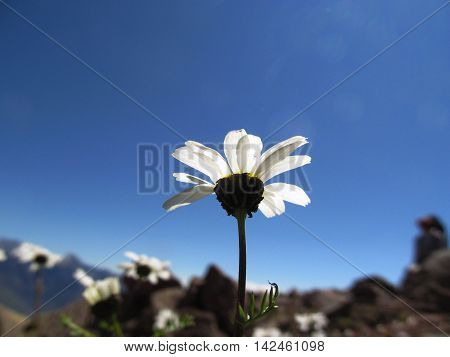 Chamomile on a background of mountains and sky