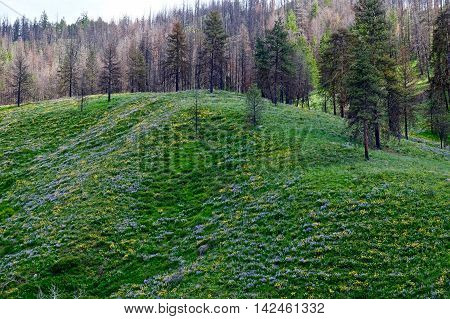Hills covered with blue flowers. North Cascades National Park Pipestone Canyon Winthrop Washington State USA.