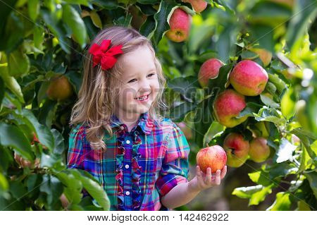 Child picking apples on a farm in autumn. Little girl playing in apple tree orchard. Kids pick fruit in a basket. Toddler eating fruits at fall harvest. Outdoor fun for children. Healthy nutrition.