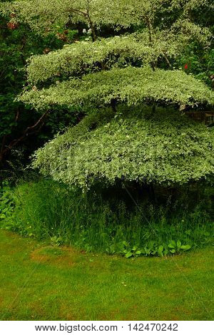 Wedding cake tree (cornus controversa) in a garden