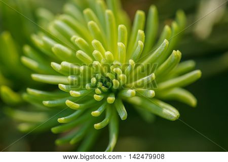 Closeup of the growing tip of a red fir (Abies magnifica) branch against a blurred background