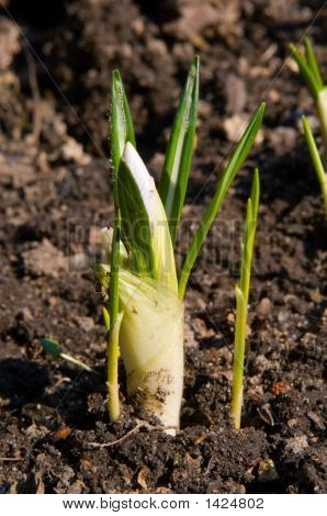 Crocus