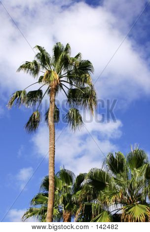 Palm Oasis