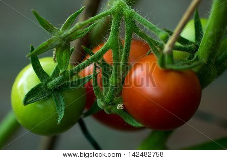 Red and green tomatoes hanging on the branch. Growing tomatoes in the garden. Organic home gardening.