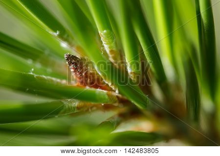 Closeup of a lodgepole pine (Pinus contorta) needles hiding a growth bud oozing sap