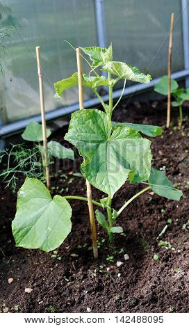 Young seedlings of cucumber on the gardenbed