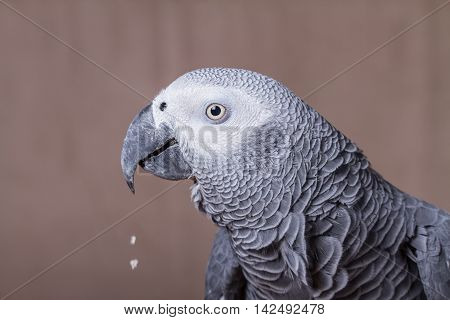 African Grey parrot eating a nut whilst perched on a wooden stick.