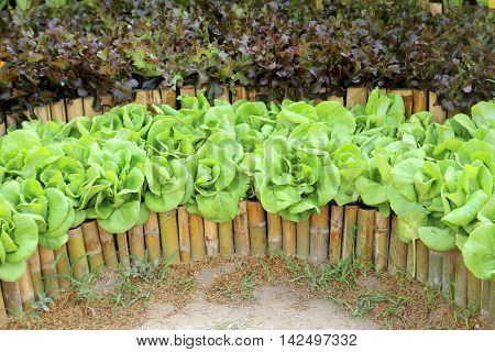 Oakleaf lettuce corrugated lettuce on entire background