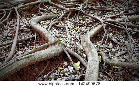 Different way of roots. (The Banyan Roots)
