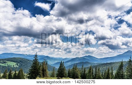 Mountain Species On The Route To Mount Hoverla
