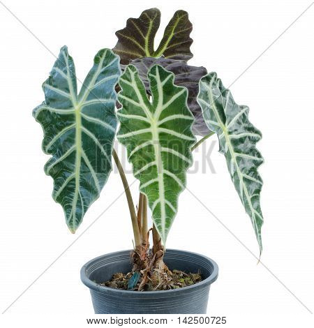 Kris Plani in pot isolated on white background