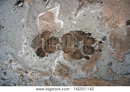 Dog Footprint on the dirty cement ground.