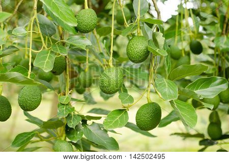 Avocados fruit growing on tree, raw avocados