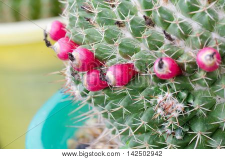 Close up red fruits of cactus, macro