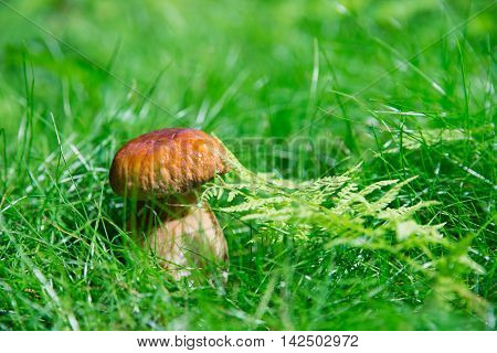 small mushroom in the afternoon on the green grass