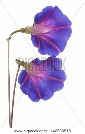 Morning Glory