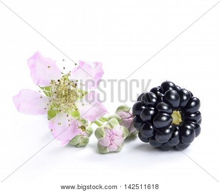 Fresh blackberries with flower and copy space. Isolated on white.