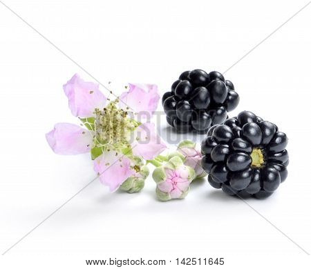 Fresh blackberries with flower and copy space. Isolated on white.