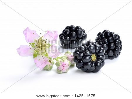 Fresh blackberries with flower and copy space. Isolated on white.