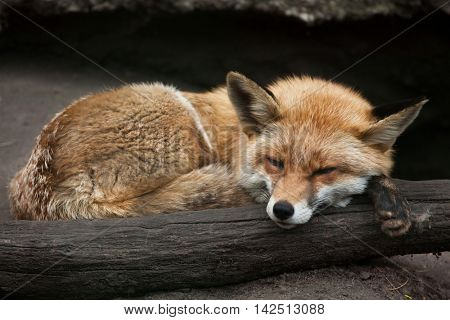 Red fox (Vulpes vulpes). Wildlife animal. 