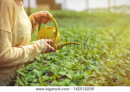 Young Farmer Woman Watering Green Seedlings In Greenhouse