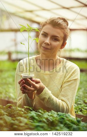Farmer Girl Holding Green Seedlings In Sunny Greenhouse