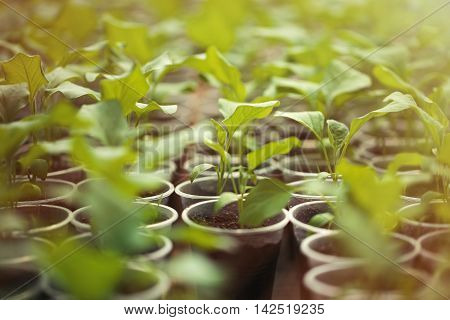 Green Seedlings Grown In A Row In Greenhouse
