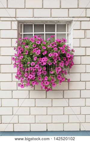 window flowering on brick wall, Serbia