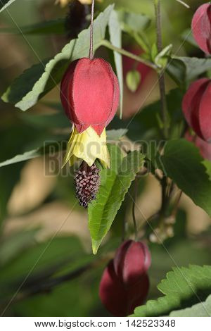Trailing Abutilon - Abutilon megapotamicum From Argentina Brazil and Uruguay