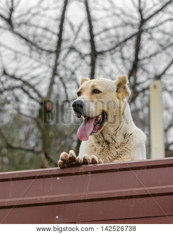 Central Asian Shepherd Dog is guarding the territory looking out of forthcoming enemies