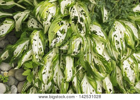 Hosta Funkia in the garden. Eaten by snails or insects green striped leaves with holes. Illness plant