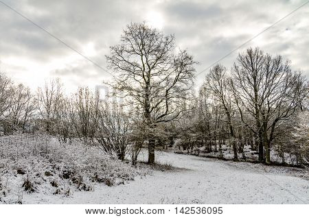 Trees in Winter After Snowfall European Countryside