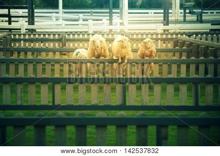 Sheep Is Jumping Over The Wall