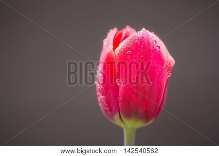 Stock photo material obtained by photographing the tulip.