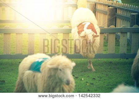 Sheep Is Jumping Over The Wall