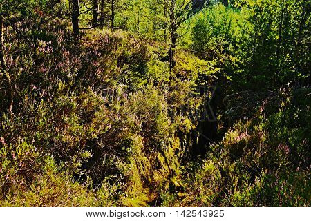 contrasting scene in strong backlighting with the blooming heather on rocks in a tourist area Machuv kraj in czech landscape