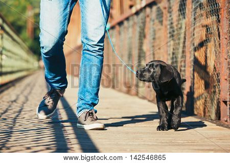 Morning Walk With Dog