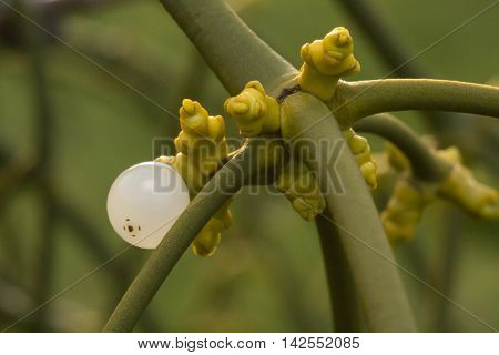 Close up of a mistletoe with fresh shoots and a white berry