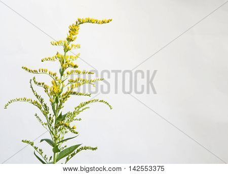 Solidago flowers over light background close up