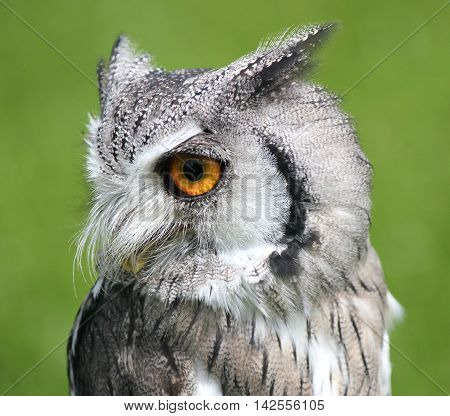 Southern White Faced Scops Owl (Male) Bird of prey