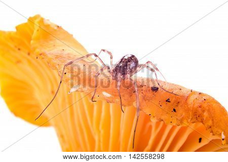 Spider Harvestmen on a mushroom Chanterelle it is isolated on a white background