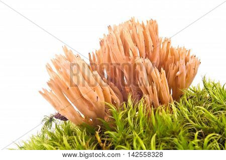 The not ordinary mushroom of strict-branch coral in moss is isolated on a white background
