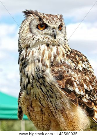 Bengal Eagle Owl (Male) Bird of prey