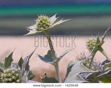 Gros plan de la plage chardon